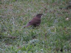 Turdus assimilis