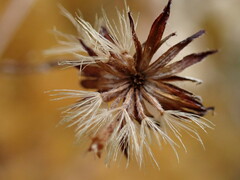 Celmisia laricifolia