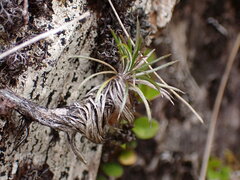 Celmisia laricifolia