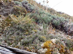 Celmisia laricifolia