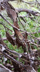 Chrysolarentia bichromata