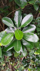 Pittosporum tobira