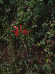 Dicliptera squarrosa