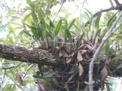 Epidendrum cilioccidentale