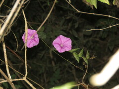 Ipomoea dumosa