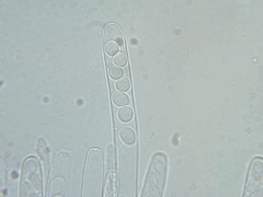 Ciboria amentacea