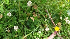 Chrysolarentia correlata