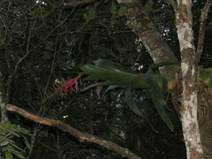 Aechmea bracteata