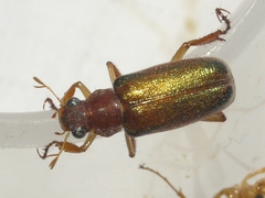 Dichelonyx linearis