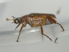 Dichelonyx linearis
