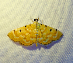 Notarcha obrinusalis