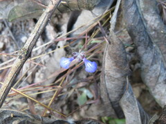 Salvia lasiocephala