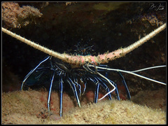 Panulirus versicolor