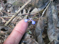Salvia lasiocephala