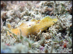 Plocamopherus pecoso