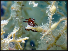 Polycera melanosticta
