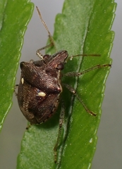 Eysarcoris guttigerus