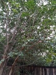 Holoptelea integrifolia