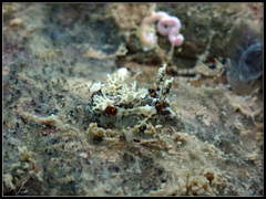 Goniodoris joubini