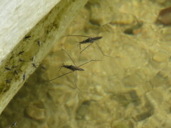 Potamobates
