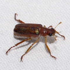 Dichelonyx linearis