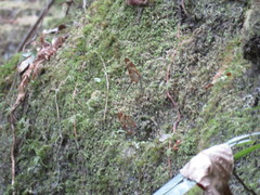 Greta morgane morgane