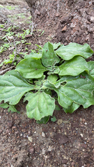 Mesembryanthemum crystallinum