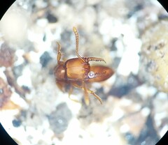 Stigmatomma pallipes