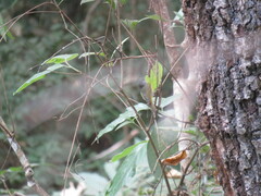 Leiothlypis ruficapilla