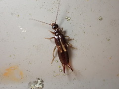 Forficuloidea