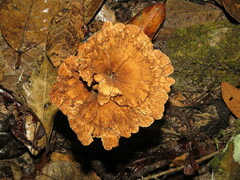 Cymatoderma