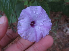 Ipomoea perpartita