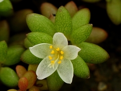 Portulaca sedifolia