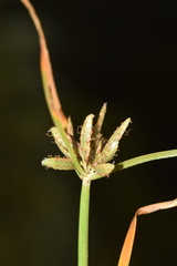Cyperus laevigatus