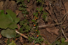 Galium hypocarpium