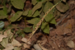 Carex salticola