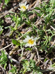 Noticastrum diffusum