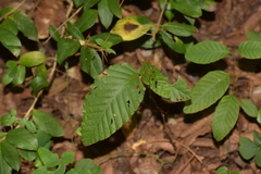 Nothofagus alpina
