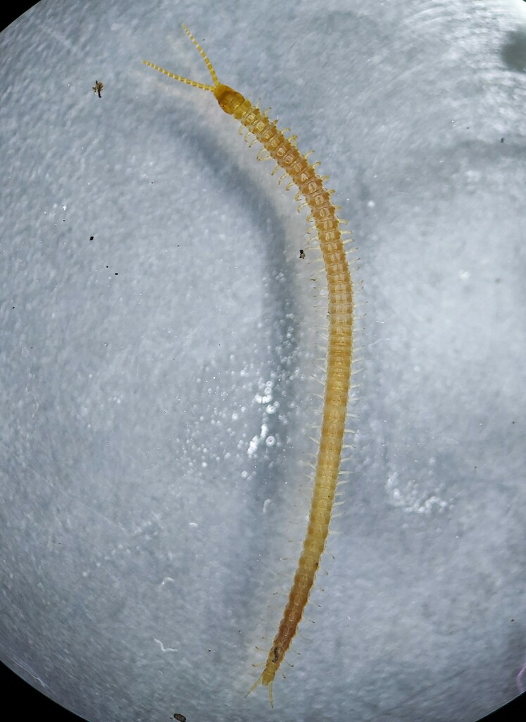 pitted soil centipede