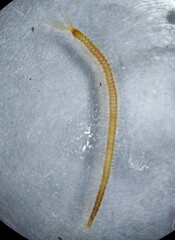 Geophilus virginiensis