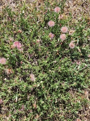 Noticastrum diffusum