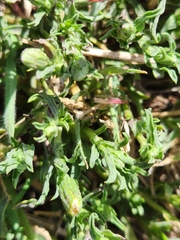 Noticastrum diffusum
