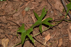 Dioscorea brachybotrya