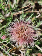 Noticastrum diffusum