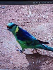 Barnardius zonarius barnardi