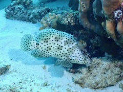 Chromileptes altivelis