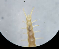 Geophilus virginiensis