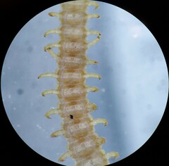 Geophilus virginiensis