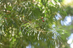 Podocarpus salignus