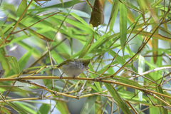 Erpornis zantholeuca